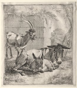 Ged og æsler af Johann Heinrich Roos