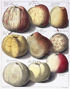 Various apples, 1758dani af Johann Hermann Knoop