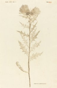Tidsel lancetformet af Johann Hieronymus Kniphof