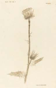 Marianus Cardus af Johann Hieronymus Kniphof