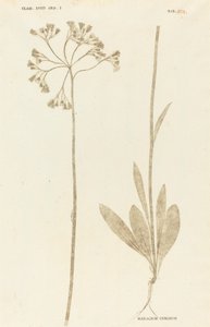 Hieracium Cymosum af Johann Hieronymus Kniphof