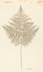 Pteris Aquilina af Johann Hieronymus Kniphof