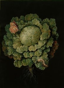 Savoykål / kål, Falter / J. og B. Dietzsch af Johann Jacob Dietzsch