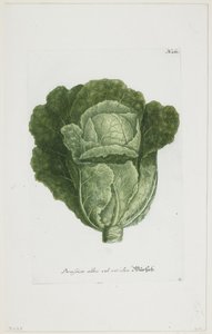 Brassica alba vel viridis, fra Phytanthoza Iconographia, 1735-45 af Johann Jakob Haid