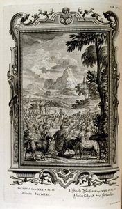 Bibelske sorter af får af Johann Jakob Scheuchzer