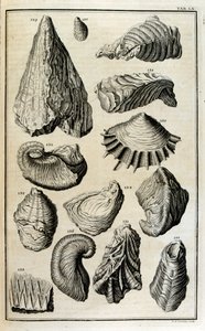 Fossiliserede rester af skaller repræsenterede dyr ødelagt af den store bibelske oversvømmelse af Johann Jakob Scheuchzer