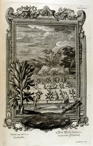 dyrke kaktus af Johann Jakob Scheuchzer
