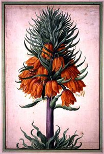Fritillaria imperialis (imperial krone) tallerken 25 fra Nassau Florilegium (akvarel på papir)