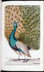 A Male Peacock in Full Display, 1763dani af Johann Leonhard Frisch