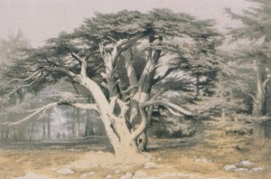 Cedarer fra Libanon. Radering af Bernatz et alii - Steinkopk J.F. Redaktør