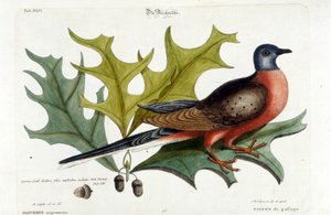 Trækdue, nu uddød. Zoo, Seligman 1749 af Johann Michael Seligmann