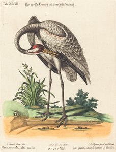Grus Americana, høj major af Johann Michael Seligmann after George Edwards