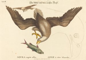 Den skaldede ørn (Falco leucocephalus) af Johann Michael Seligmann after Mark Catesby