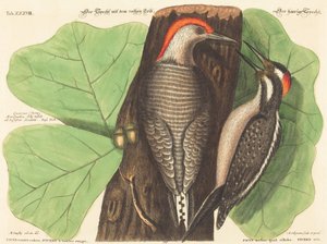 Den rødbugede spætte (Picus Carolinus) af Johann Michael Seligmann after Mark Catesby