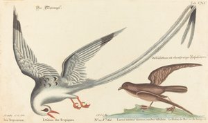 Tropefuglen (Phaeton aethereus) af Johann Michael Seligmann after Mark Catesby