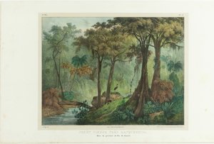 Jomfruskov nær Manqueritipa. Fra Picturesque Journey in Brazil, 1835.