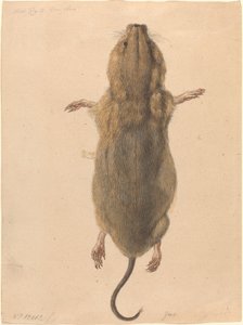 En markmus fra oven af Johann Rudolph Schellenberg