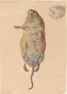 En markmus, nedefra af Johann Rudolph Schellenberg