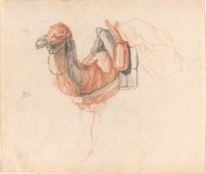 Kamel af Johann Rudolph Schellenberg