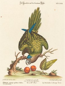Mindre brunstrubet parakit, vestlig af Johann Sebastian Leitner after George Edwards