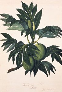 En gren af brødfrugttræet med frugt, ca. 1773 (stik)