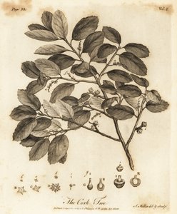 Korkeg, Quercus suber.