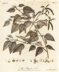 Dunet birk, Betula pubescens.