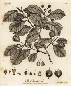 Europæisk bøg eller almindelig bøg, Fagus sylvatica.