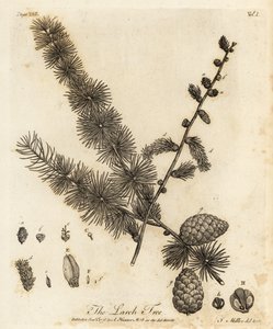 Europæisk lærk, Larix decidua.