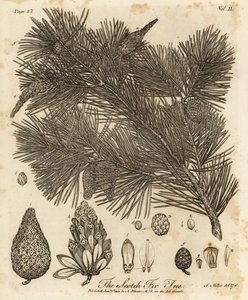 Skovfyr, Pinus sylvestris.