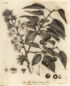 Surkirsebær, syrlige kirsebær eller dværgkirsebær, Prunus cerasus.