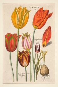 En ny Florilegium, dette er de forskellige og største stråler af blomster og planter (Blomsterplade); (Tulipaner); fra et sæt med 81 plader af Johann Theodor de Bry