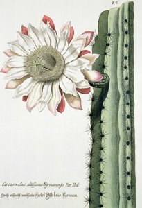 Cereus Erectus Altissimus Syrinamensis fra Phythanthoza Iconographica udgivet i Tyskland, 1737-45