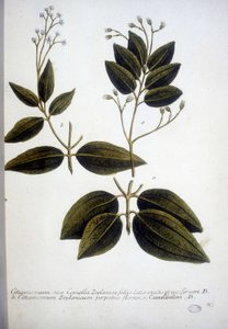 Cinnamomum Zeylanicum (Ceylon Cinnamomum) - Indgravering af herbariet af J.W. Weinmann i 1737.