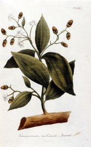 Kanel - i Herbier af J.W. Weinmann