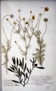 Adskillige arter af Chamaemelum (kamille) -I "" Herbarium af J.W.Weinmann i 1737.