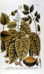 Smyrnium Cretium perfoliatum - Maceron de Crete eller Maceron perfolia. Tallerken taget fra herbariet af J. W. Weinmann
