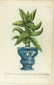 African Aloe, tallerken 47 fra Phtanthoza Iconographia