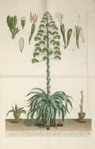 Indgraveret og mezzotint plade af Aloe Americana folio Mucronato, ca. 1735-1737