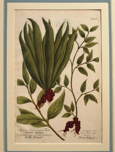 Greater Galangal (Alpinia galanga), Galanga Indica major og Galanga major, farvet gravering