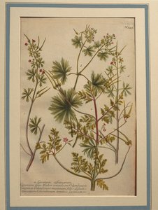 Urt Robert (Geranium robertianum), farvet gravering