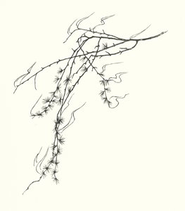 Johanna Beckmann-silhuet (litografi)