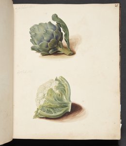 Studie af artiskok og blomkålshoved