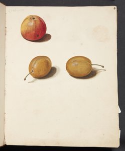 Studie af æble og blommer