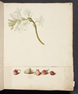 Studie af blomst og jordbær