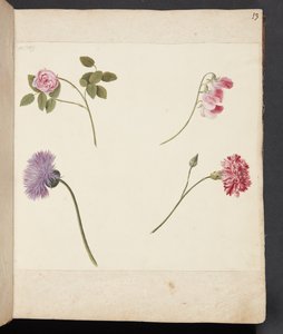 Studie af blomster af Johanna Fosie