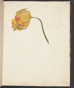 Studie af gul tulipan