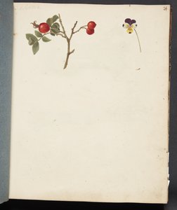 Studie af hyben og stedmoderblomst af Johanna Fosie