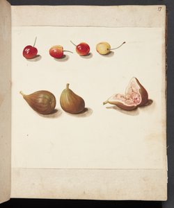 Studie af moreller og figner af Johanna Fosie