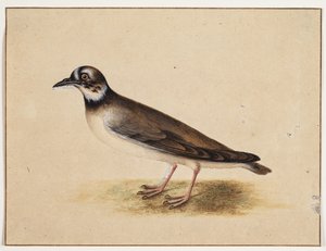 Fugl af Johannes Bronckhorst